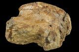 Partial Hadrosaur (Edmontosaurus) Vertebra - South Dakota #113600-3